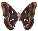 moth.gif (60513 bytes)