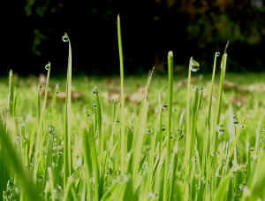 Gutation on grass