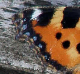 Wing of Small Tortoiseshell butterfly