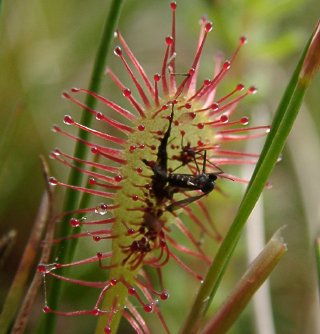 Oblong-leaved Sundew