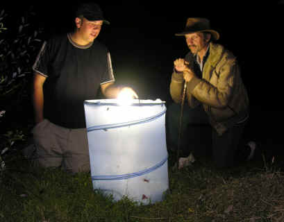 A moth trap in action