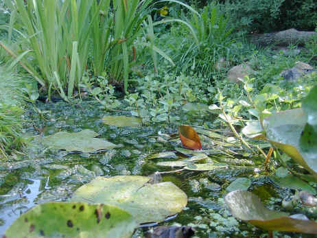 plants for ponds