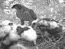 Sparrowhawks in nest