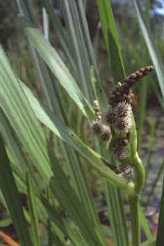 Branched Bur-reed, Sparganium erectum.