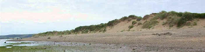 Pioneer plants will begin to stabilize the sand dune, helping to keep the sand in one place.