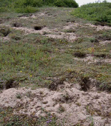 Rabbit burrows. The rabbit droppings help to improve nutrients levels in the sand.