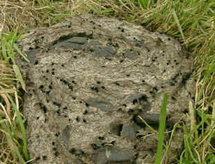 Cow dung - a single cowpat. The holes clearly visible in the cow pat have been made by the animals which have colonized it. 