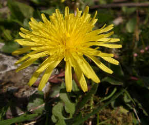 Dandelion - Taraxacum officinalis agg.