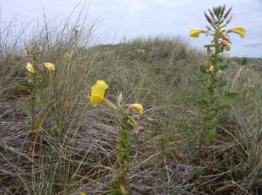 Evening primrose, Oenanthera sp.