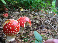 Fly Agaric fruiting bodies often form 'fairy' rings. The fruiting bodies do not last long because they are rapidly eaten by slugs.