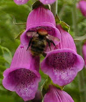 Bumble Bee on Foxglove - Digitalis purpurea