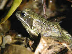 Marshes provide transitional habitat for newly emerging amphibians, such as this Common Frog.