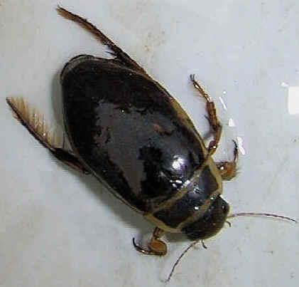 Great Diving Beetle, Dytiscus marginalis, adult