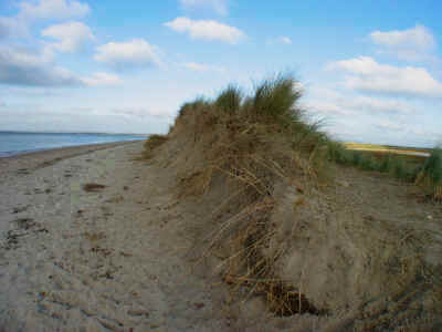 Sand dunes - an example of primary succession.