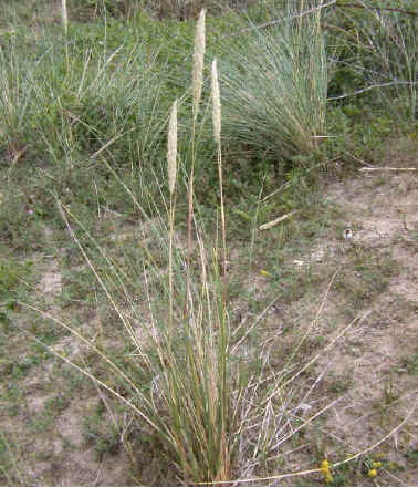 Vertical and horizontal roots of Marram Grass stabilize the sand, as the plants grow laterally and vertically. They help to stop the sand blowing away.