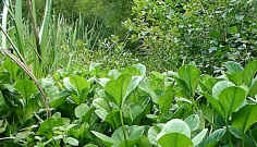 Plants are mostly out of water, although the soil is still waterlogged and anaerobic. Plants such as Yellow Iris, Water Mint and Willow thrive in these conditions. 
