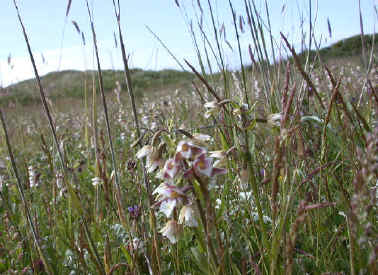 Wet dune slack vegetation, with Marsh Helleborine in flower.