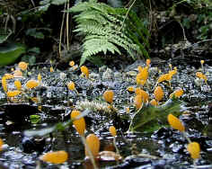 Bright orange fruiting bodies of the fungus, Mitrula palludosa.