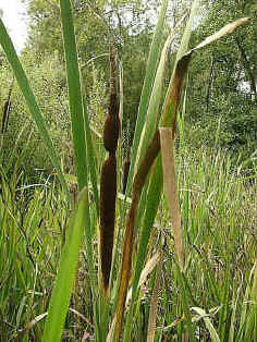 Greater Reedmace, Typha latifolia. Also known as cattail in the U.S.A.