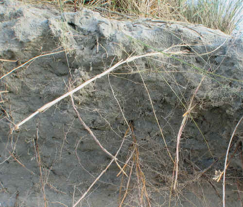 Marram Grass roots exposed. Note the long vertical roots, as well as the horizontal network.
