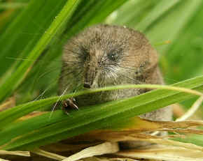 Shrews have arrived and will eat invertebrates.
