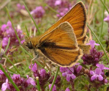 Butterflies and moths will nectar on the flowers present.