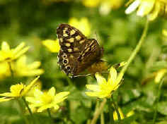Speckled Wood, Pararge aegeria. Frequents shady places. The caterpillar feeds on various grasses.
