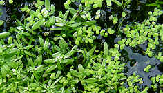 As water depth gradually decreases with incoming sediment, rooted submerged plants will develop, such as Starwort. Floating plants such as Duckweed may also be present.
