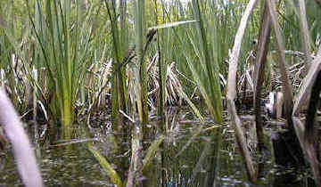 Swamp plants grow partially submerged. They include plants such reed-mace, Branched Bur-reed and Yellow Iris.
