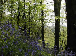 Woodland, the climax community for our original bare patch of ground.