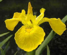 Yellow Iris (Yellow Flag), Iris pseudacorus.