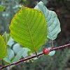 leaf_detail.jpg