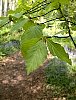 pale_green_leaves.jpg