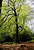 tree_in_spring.jpg