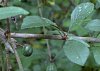 sloe_berry_ripening_to_black.jpg