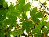 field_maple_2.jpg