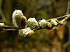 female_catkins_2.jpg