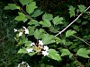 tn_guelder_rose_branch_jpg.jpg (4588 bytes)