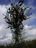 hawthorn_tree.jpg