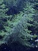 norway_spruce_3.jpg