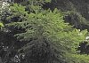 norway_spruce_6.jpg