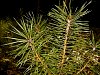 scots_pine_1.jpg