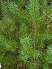 scots_pine_7.jpg