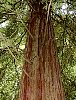 sequoia2.jpg