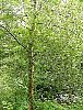 silver_birch_tree2.jpg