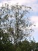 silver_birch_tree.jpg