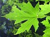 silver maple