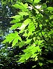 tn_silver_maple_jpg.jpg (5593 bytes)