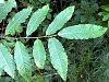 sweet_chestnut_11.jpg