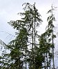 western_hemlock_drooping_top.jpg